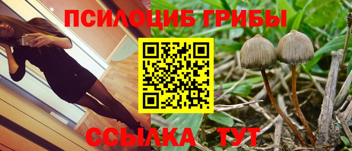 Псилоцибиновые грибы Psilocybe Петрозаводск